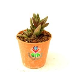 Sukulent, Crassula Exilis, Koyu Kahverengi Renk Noktalı Yapraklı 5,5 cm Saksıda
