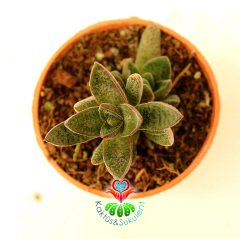 Sukulent, Crassula Exilis, Koyu Kahverengi Renk Noktalı Yapraklı 5,5 cm Saksıda