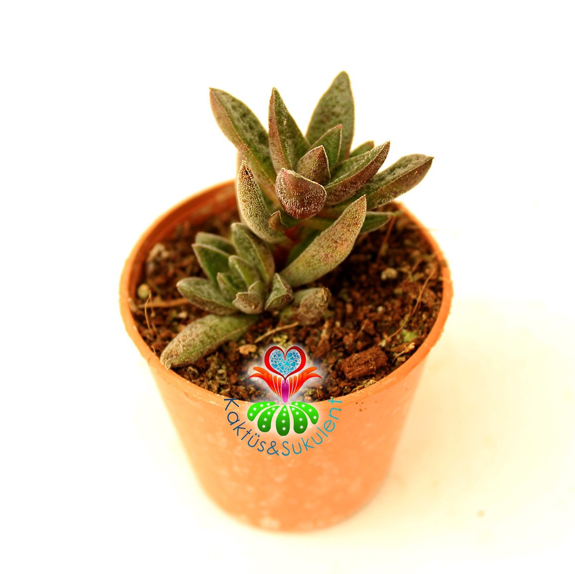 Sukulent, Crassula Exilis, Koyu Kahverengi Renk Noktalı Yapraklı 5,5 cm Saksıda