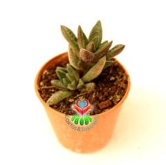 Sukulent, Crassula Exilis, Koyu Kahverengi Renk Noktalı Yapraklı 5,5 cm Saksıda