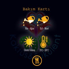 Opuntia Microdasys -Sarı Nokta Dikenli Tavşan Kulağı Kaktüs-8,5cm Saksıda