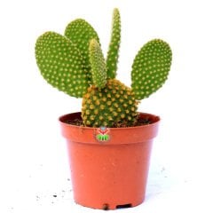 Opuntia Microdasys -Sarı Nokta Dikenli Tavşan Kulağı Kaktüs-8,5cm Saksıda
