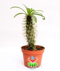 Madagaskar Palmiyesi -Pachypodium Lamerei-8 cm Uzunluğunda-12 cm saksıda-Teraryum, Kaktüs
