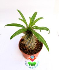 Madagaskar Palmiyesi -Pachypodium Lamerei-8 cm Uzunluğunda-12 cm saksıda-Teraryum, Kaktüs