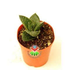 Sukulent, Gasteria Liliputana -Parlak Koyu Renk Yapraklı Beyaz Desenli  5,5 cm Saksıda