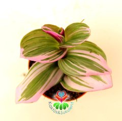 Tradescantia 'Nanouk' -Pembe Yeşil Beyaz Tonlarında Mükemmel Renkli Telgraf Çiçeği-5,5 cm Saksıda