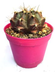 Kaktüs, Gymnocalycium Mihanovichii var. Stenogonum -8,5 cm Saksıda- Özel Koleksiyonluk Kaktüs