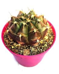 Kaktüs, Gymnocalycium Mihanovichii var. Stenogonum -8,5 cm Saksıda- Özel Koleksiyonluk Kaktüs
