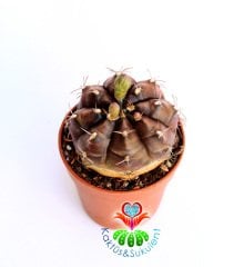 Kaktüs,Gymnocalycium Mihanovichii - Birbirinden Farklı -1. Sınıf -5,5 cm saksıda-Teraryum, Sukulent
