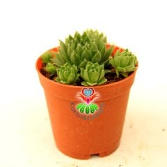 Sukulent, Sempervivum Calcareum 'Limelight'-  Canlı Yeşil Renk 5,5 cm Saksıda