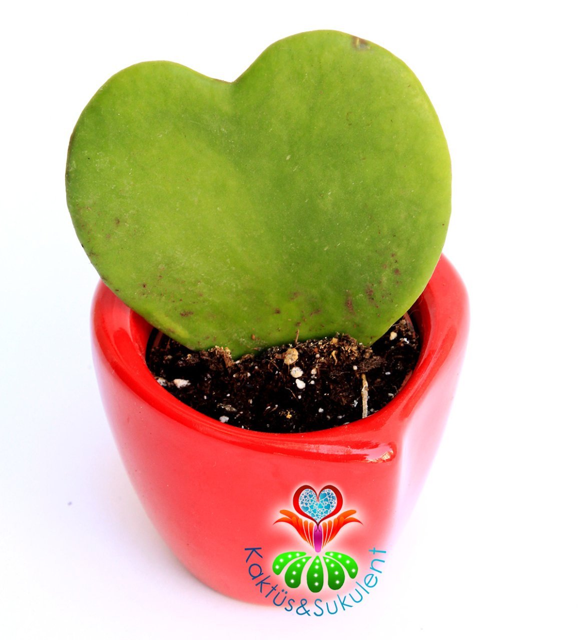 Kalp Sukulent, Hoya Kerri - 6,5 cm Mıknatıslı Kalp Seramik Saksıda-Mum Çiçeği- Kokulu Çiçek Açar