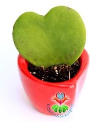 Kalp Sukulent, Hoya Kerri - 6,5 cm Mıknatıslı Kalp Seramik Saksıda-Mum Çiçeği- Kokulu Çiçek Açar