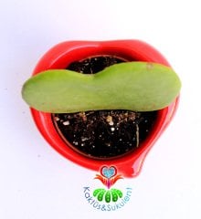 Kalp Sukulent, Hoya Kerri - 6,5 cm Mıknatıslı Kalp Seramik Saksıda-Mum Çiçeği- Kokulu Çiçek Açar