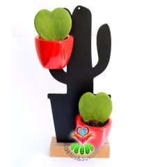 Kalp Sukulent, Hoya Kerri - 6,5 cm Mıknatıslı Kalp Seramik Saksıda-Mum Çiçeği- Kokulu Çiçek Açar