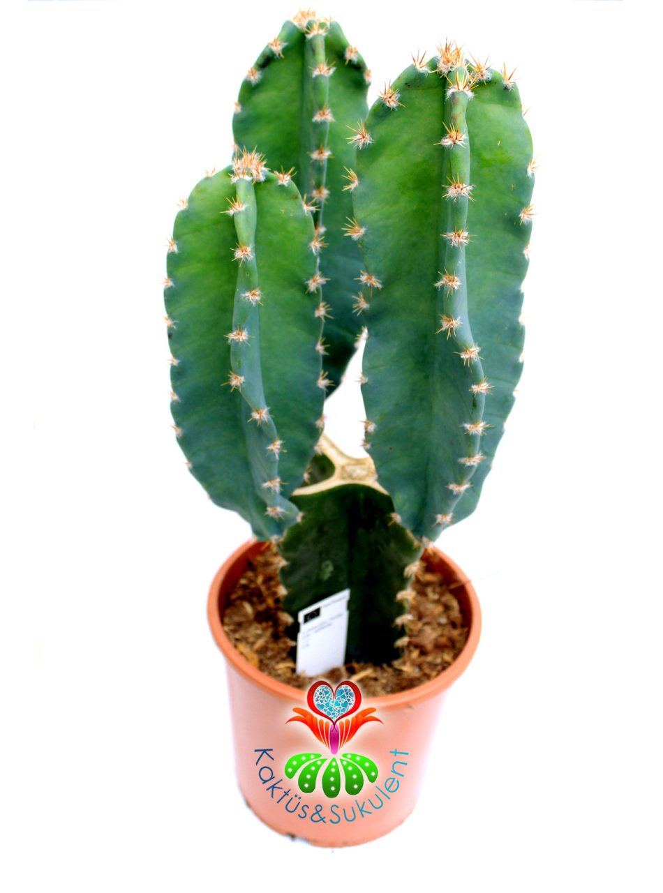 Cereus Peruvianus 17 cm saksılı 45 cm Bitki Boylu Kalın Gövdeli Kaktüs