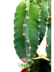 Cereus Peruvianus 17 cm saksılı 45 cm Bitki Boylu Kalın Gövdeli Kaktüs