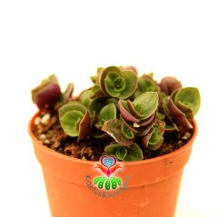 Tradescantia Callisia Repens - Minik Yapraklı Telgraf Çiçeği- Sarkıcı Tür 5,5 cm Saksıda