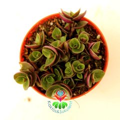 Tradescantia Callisia Repens - Minik Yapraklı Telgraf Çiçeği- Sarkıcı Tür 5,5 cm Saksıda