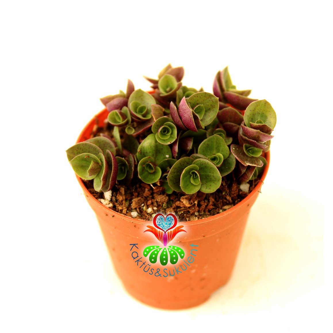 Tradescantia Callisia Repens - Minik Yapraklı Telgraf Çiçeği- Sarkıcı Tür 5,5 cm Saksıda