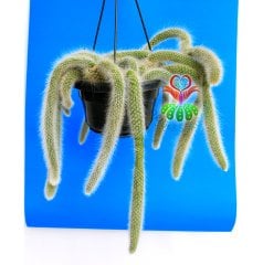Maymun Kuyruğu Kaktüs, Hildewintera Colademononis, Monkey Tail, Askılı 12 cm Saksı Sarkan Nadir Tür