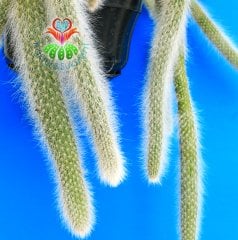 Maymun Kuyruğu Kaktüs, Hildewintera Colademononis, Monkey Tail, Askılı 12 cm Saksı Sarkan Nadir Tür