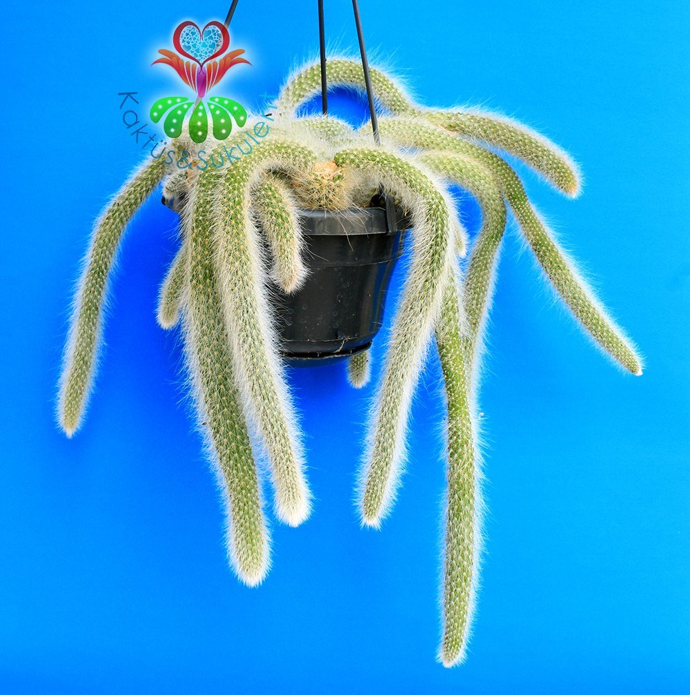 Maymun Kuyruğu Kaktüs, Hildewintera Colademononis, Monkey Tail, Askılı 12 cm Saksı Sarkan Nadir Tür