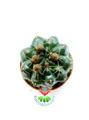 Gymnocalycium Baldianum Tomurcuklu Saksı Dolusu ''En Uygun Fiyat'' 5,5 cm Saksılı 1 Sınıf