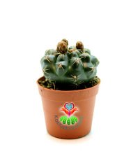 Gymnocalycium Baldianum Tomurcuklu Saksı Dolusu ''En Uygun Fiyat'' 5,5 cm Saksılı 1 Sınıf
