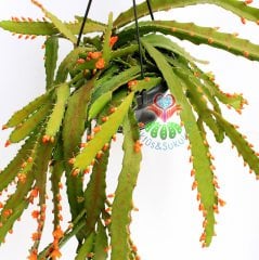 Sarkıcı Kaktüs, Rhipsalis Monacantha, Askılı 40 cm Boy 12 cm Saksı Sarkan Nadir Kaktüs Sarı Çiçekli