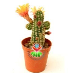 Chamaecereus Silvestrii Tomurcuklu Çiçeği Üzerinde Sarı Renk Çiçek Tilki Kuyruğu Kaktüs 5,5 cm Saksılı