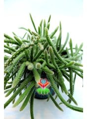 Rhipsalis Baccifera ssp. Horrida 17 cm saksılı Sarkan Tür Spagetti Kaktüs
