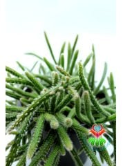 Rhipsalis Baccifera ssp. Horrida 17 cm saksılı Sarkan Tür Spagetti Kaktüs