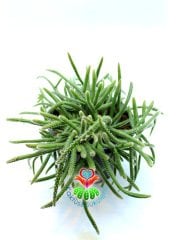 Rhipsalis Baccifera ssp. Horrida 17 cm saksılı Sarkan Tür Spagetti Kaktüs