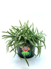 Rhipsalis Baccifera ssp. Horrida 17 cm saksılı Sarkan Tür Spagetti Kaktüs