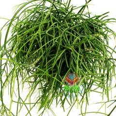 Sukulent, Rhipsalis Burchellii - Nadir Tür, Beyaz Çiçekli-Tomurcuklu- 50 cm boy 12 cm saksılı suku.