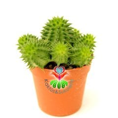 Euphorbia Suzannae Dikensiz 5,5 cm saksılı Çok Dallı Yavrulu- Minik Sarı Çiçek Açar