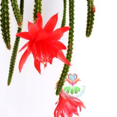 Yılan Kaktüs, Disocactus Martianus - Nadir Tür, Kırmızı Dev Çiçekli -12 cm Sarkıcı Saksıda 30 cm Boy