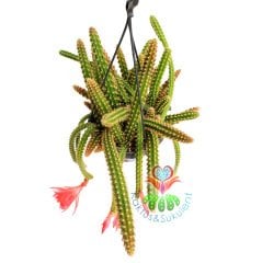 Yılan Kaktüs, Disocactus Martianus - Nadir Tür, Kırmızı Dev Çiçekli -12 cm Sarkıcı Saksıda 30 cm Boy