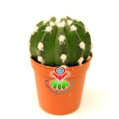 Top Kaktüs, Echinopsis Subdenudata Pamuk Noktalı 5,5 cm Saksılı Kokulu Dev Beyaz Çiçek Açar