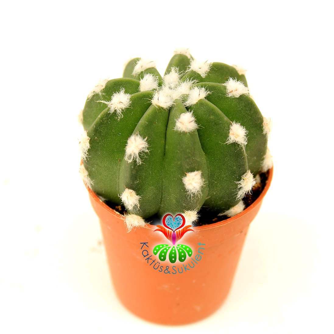 Top Kaktüs, Echinopsis Subdenudata Pamuk Noktalı 5,5 cm Saksılı Kokulu Dev Beyaz Çiçek Açar