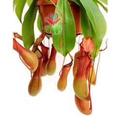 Böcek Yiyen Bitki-Nepenthes Alata -Maymun Kavanozu Bitkisi-30 cm-Et-Sinek Kapan
