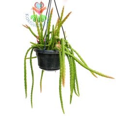 Sarkacı Kaktüs, Rhipsalis Pentaptera -Çok Şık- Askılı 40 cm Boy, 12 cm Saksı Sarkan Nadir Tür Kaktüs