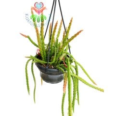 Sarkacı Kaktüs, Rhipsalis Pentaptera -Çok Şık- Askılı 40 cm Boy, 12 cm Saksı Sarkan Nadir Tür Kaktüs