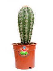 Meksika Kaktüsü- Pachycereus Pringlei-17 cm Saksıda-25cm Boy-Dev Boya Ulaşan Doğal Kaktüs