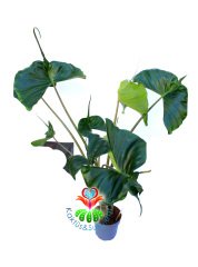 Alocasia macrorrhiza 'Stingray' 16 cm Saksılı 110+ cm Boy Fantasik Vatoz Balığı Yapraklı Şık Salon Ofis Bitikisi