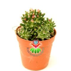 Mammillaria bocasana 'Inermis'  8,5 cm saksıda-Yavrulu Az Dikenli Kaktüs