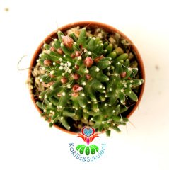 Mammillaria bocasana 'Inermis'  8,5 cm saksıda-Yavrulu Az Dikenli Kaktüs