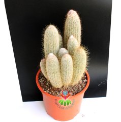 Austrocephalocereus Dybowskii- Bir Saksıda Çok Bitki-25 cm Saksıda, 80 cm boy