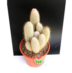 Austrocephalocereus Dybowskii- Bir Saksıda Çok Bitki-25 cm Saksıda, 80 cm boy