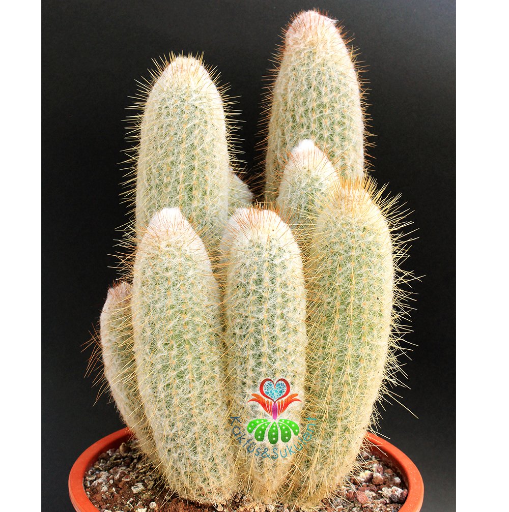 Austrocephalocereus Dybowskii- Bir Saksıda Çok Bitki-25 cm Saksıda, 80 cm boy